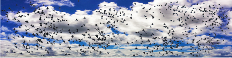 【サプリ】ペット用飲料水【パントワンW】情報サイト